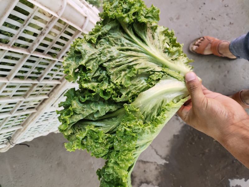 生菜，散叶生菜，颗型好，叶绿，无干边，无干心，欢迎咨询