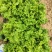 生菜，散叶生菜，颗型好，叶绿，无干边，无干心，欢迎咨询