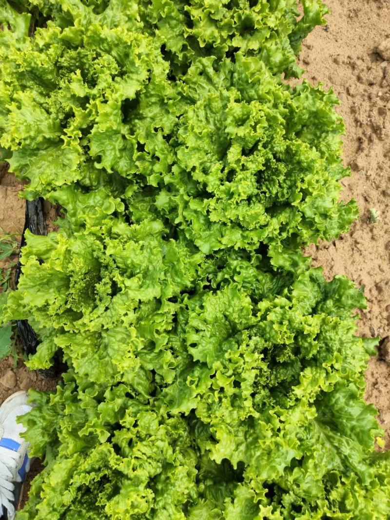 生菜，散叶生菜，颗型好，叶绿，无干边，无干心，欢迎咨询