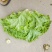 生菜，散叶生菜，颗型好，叶绿，无干边，无干心，欢迎咨询
