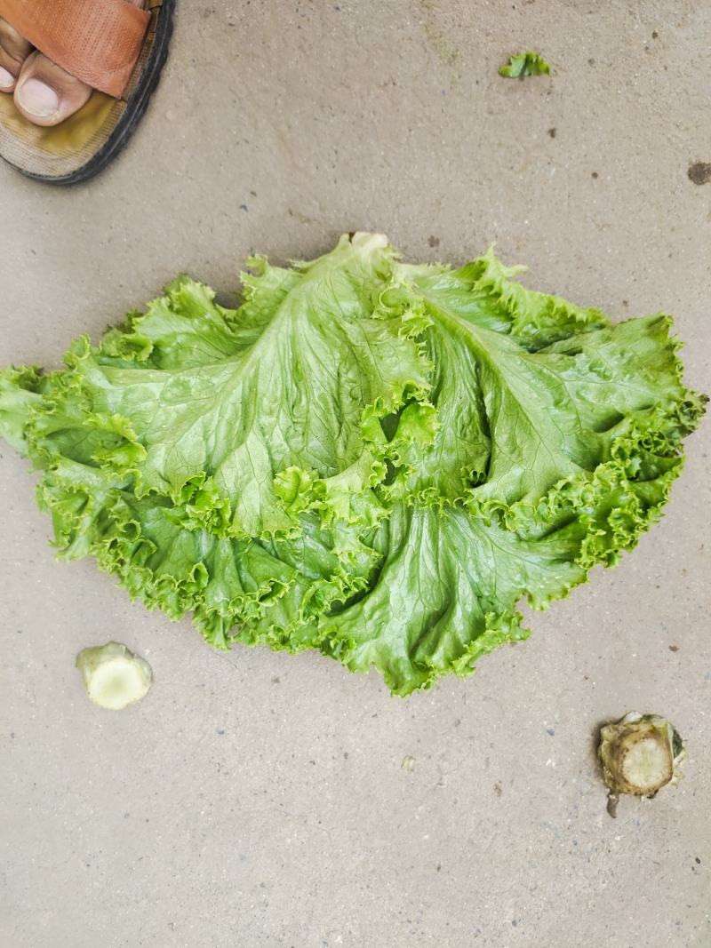 生菜，散叶生菜，颗型好，叶绿，无干边，无干心，欢迎咨询