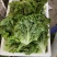生菜，散叶生菜，颗型好，叶绿，无干边，无干心，欢迎咨询