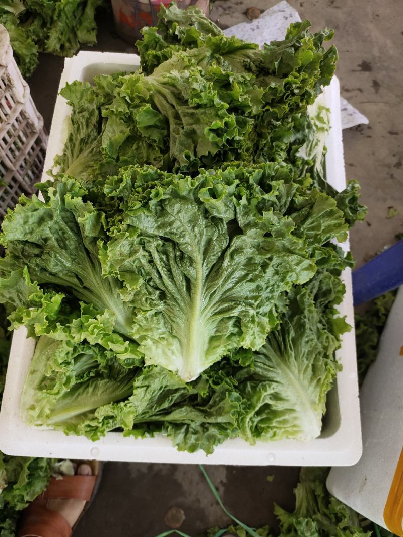 生菜，散叶生菜，颗型好，叶绿，无干边，无干心，欢迎咨询
