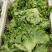 生菜，散叶生菜，颗型好，叶绿，无干边，无干心，欢迎咨询