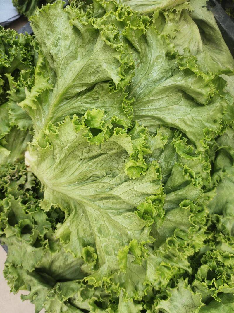 生菜，散叶生菜，颗型好，叶绿，无干边，无干心，欢迎咨询