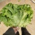 生菜，散叶生菜，颗型好，叶绿，无干边，无干心，欢迎咨询