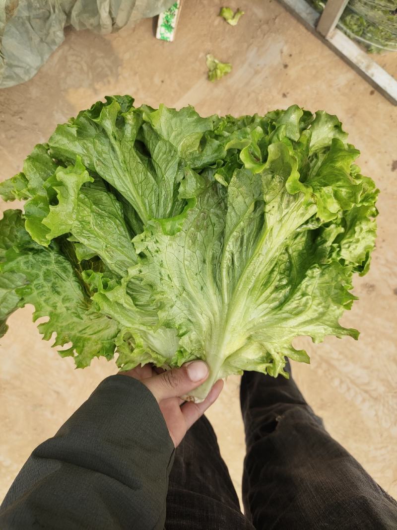 生菜，散叶生菜，颗型好，叶绿，无干边，无干心，欢迎咨询