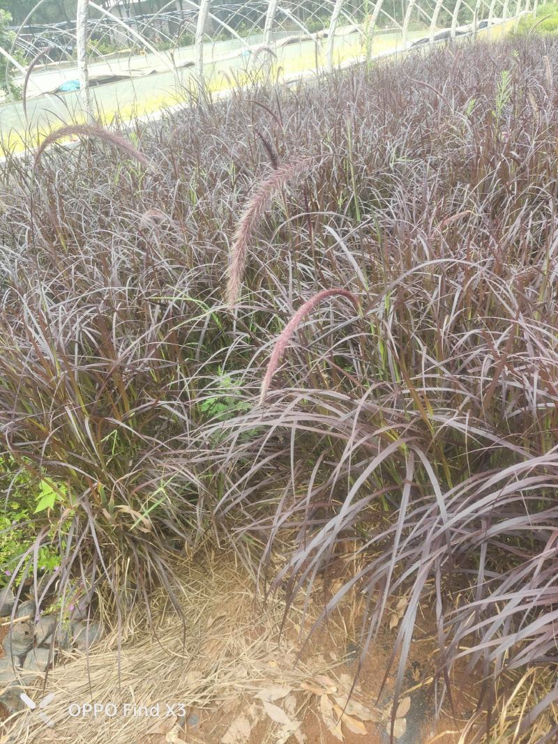 紫叶狼尾草小杯中杯绿化工程苗。欢迎咨询选购。实地考察。