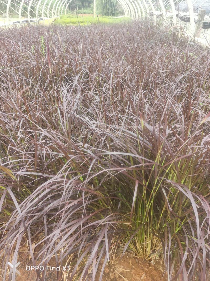 紫叶狼尾草小杯中杯绿化工程苗。欢迎咨询选购。实地考察。