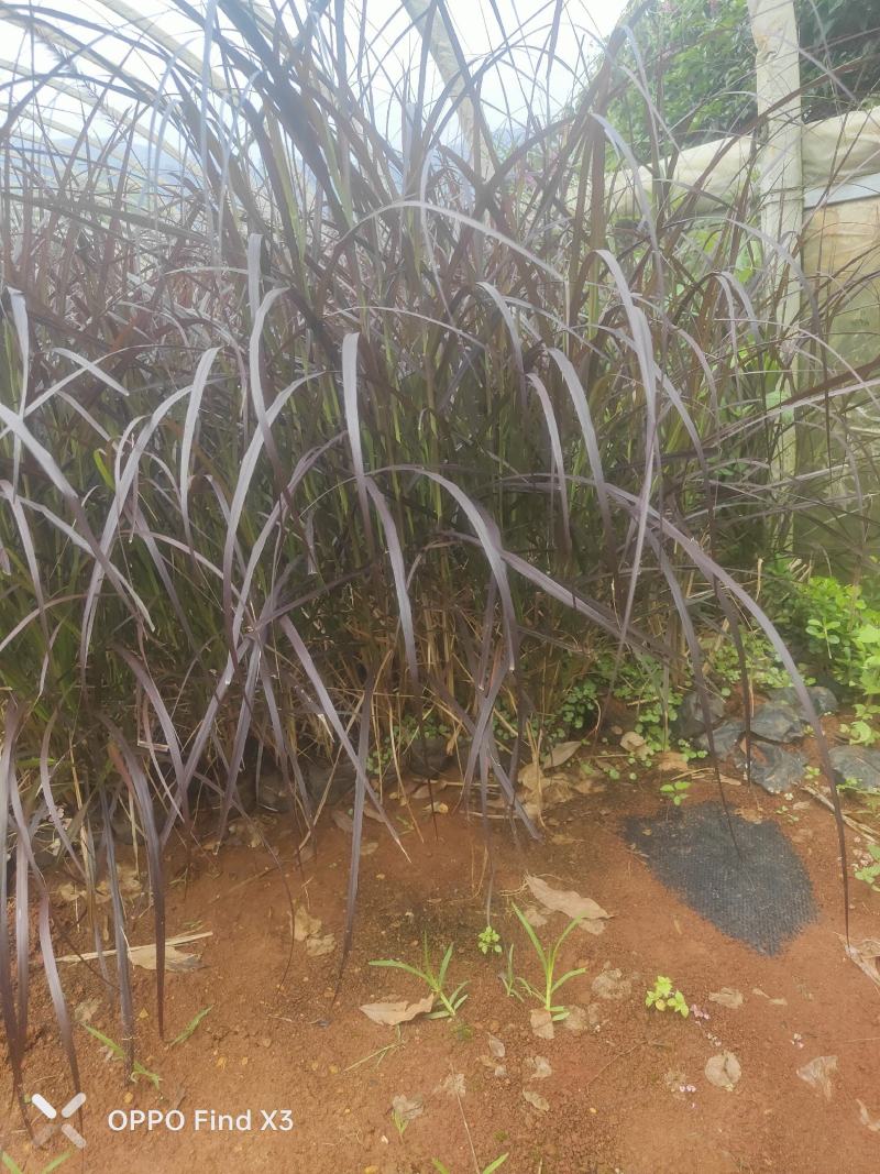 紫叶狼尾草小杯中杯绿化工程苗。欢迎咨询选购。实地考察。