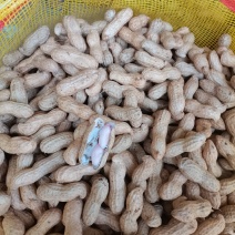 开封大白沙鲜花生，颗粒饱满，过筛手选产地直供