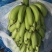 硇洲岛芭蕉靓货