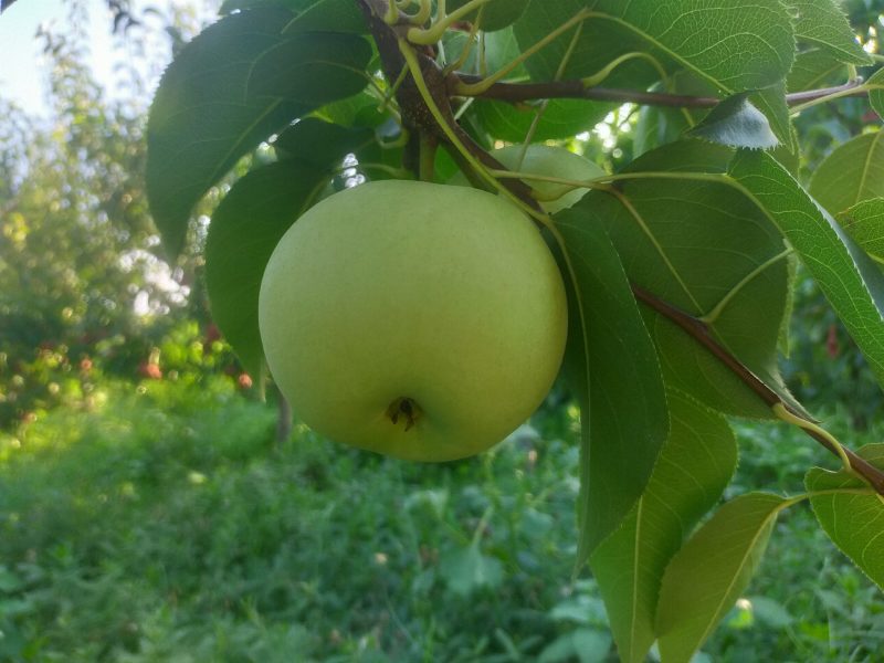山东绿宝石梨自家种植质量保证可视频看货欢迎采购