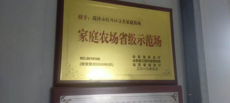 山东绿宝石梨自家种植质量保证可视频看货欢迎采购