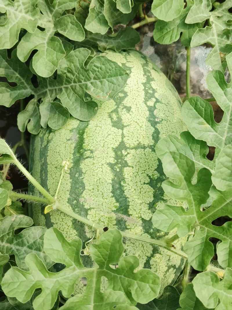 个人种植西瓜