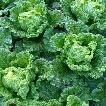麻叶菜，帝王菜