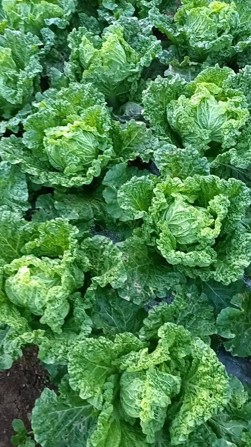 麻叶菜，帝王菜