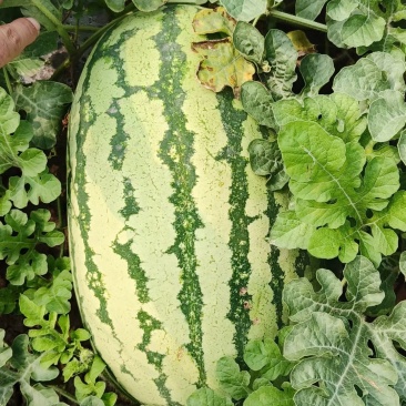 个人种植西瓜