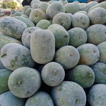 精品水果东瓜大量有货产地直供质量保证一手货源