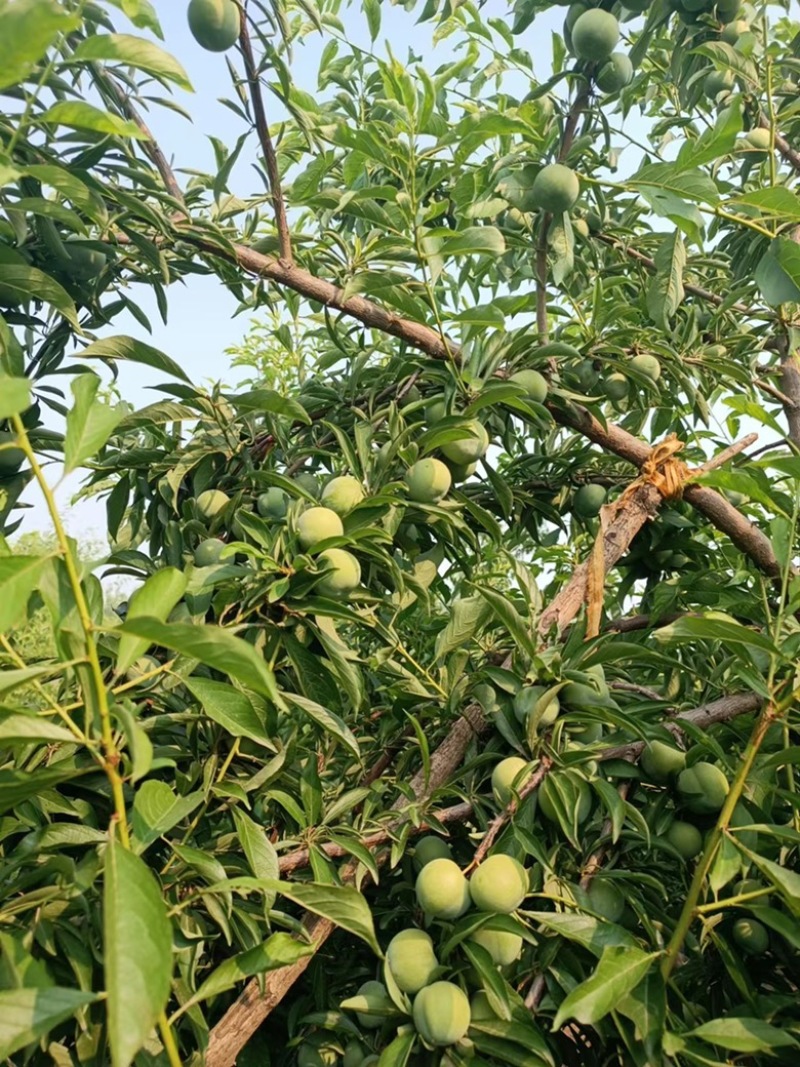 青脆李，口感甜脆，天然脱核，现要现摘，露天精果
