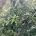 青脆李，口感甜脆，天然脱核，现要现摘，露天精果