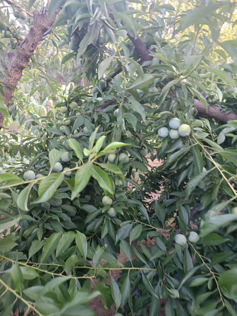 青脆李，口感甜脆，天然脱核，现要现摘，露天精果