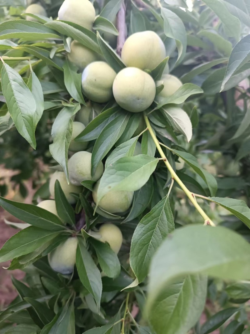 青脆李，口感甜脆，天然脱核，现要现摘，露天精果