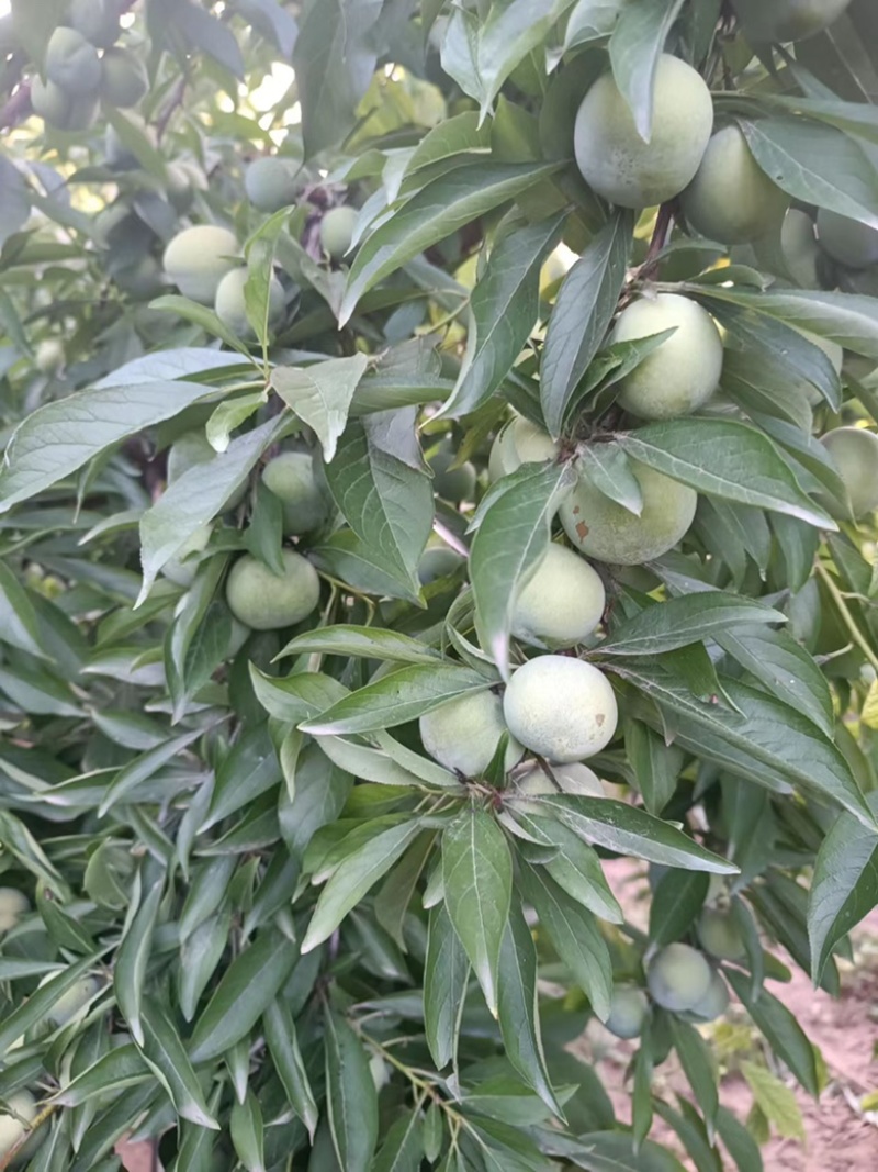 青脆李，口感甜脆，天然脱核，现要现摘，露天精果