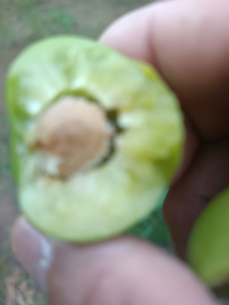 青脆李，口感甜脆，天然脱核，现要现摘，露天精果