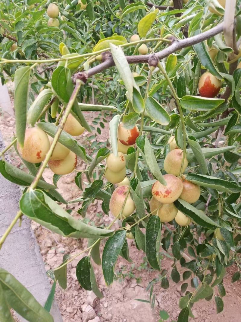 陕西省渭南大荔冬枣开始视频看货实地看货满意为止自家果园