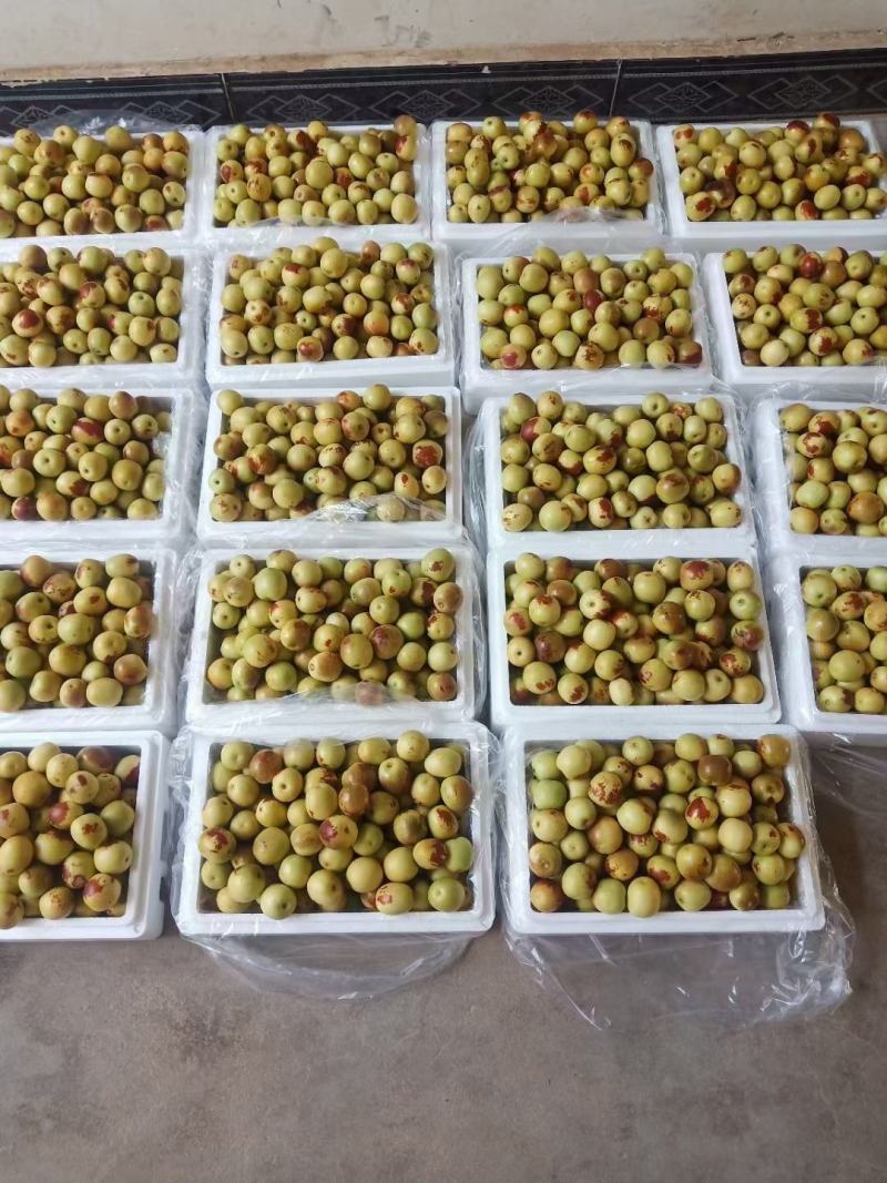 陕西省渭南大荔冬枣开始视频看货实地看货满意为止自家果园
