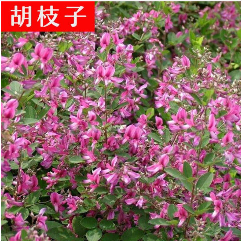 柠条种子紫穗槐种子灌木绿肥新种子山林绿化耐寒耐旱耐贫瘠