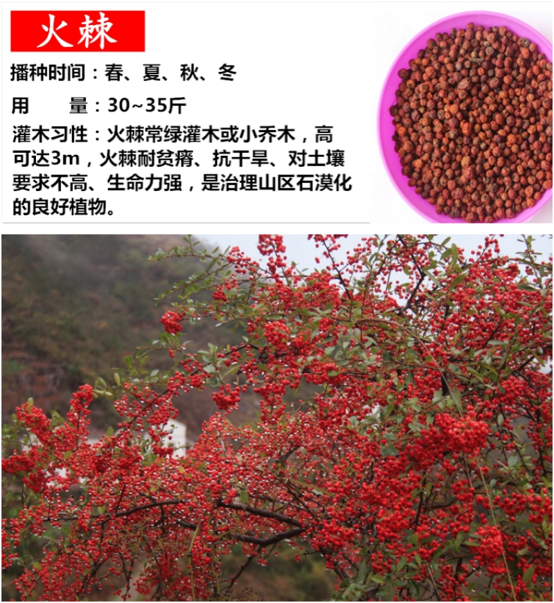 柠条种子紫穗槐种子灌木绿肥新种子山林绿化耐寒耐旱耐贫瘠
