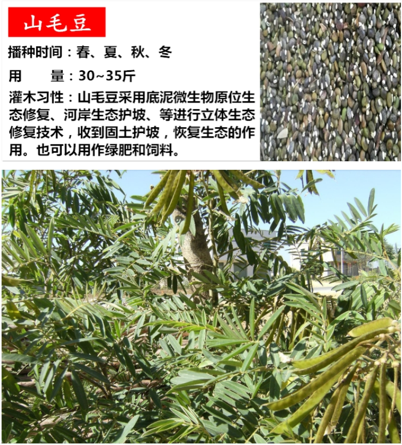 柠条种子紫穗槐种子灌木绿肥新种子山林绿化耐寒耐旱耐贫瘠