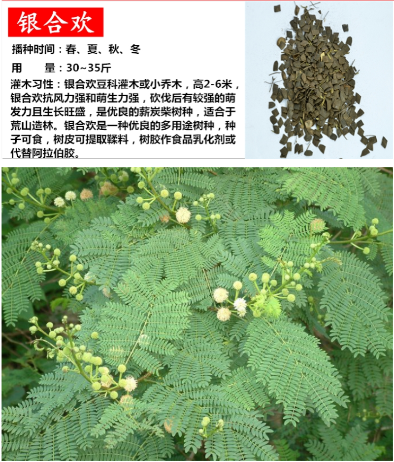 柠条种子紫穗槐种子灌木绿肥新种子山林绿化耐寒耐旱耐贫瘠