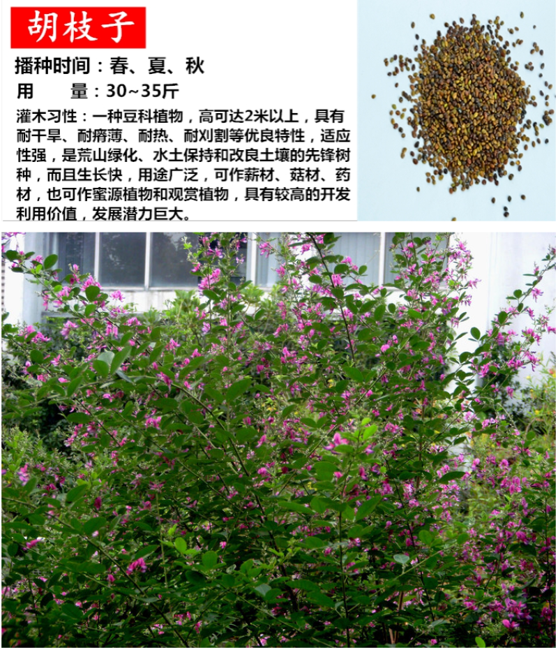 柠条种子紫穗槐种子灌木绿肥新种子山林绿化耐寒耐旱耐贫瘠