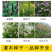 柠条种子紫穗槐种子灌木绿肥新种子山林绿化耐寒耐旱耐贫瘠