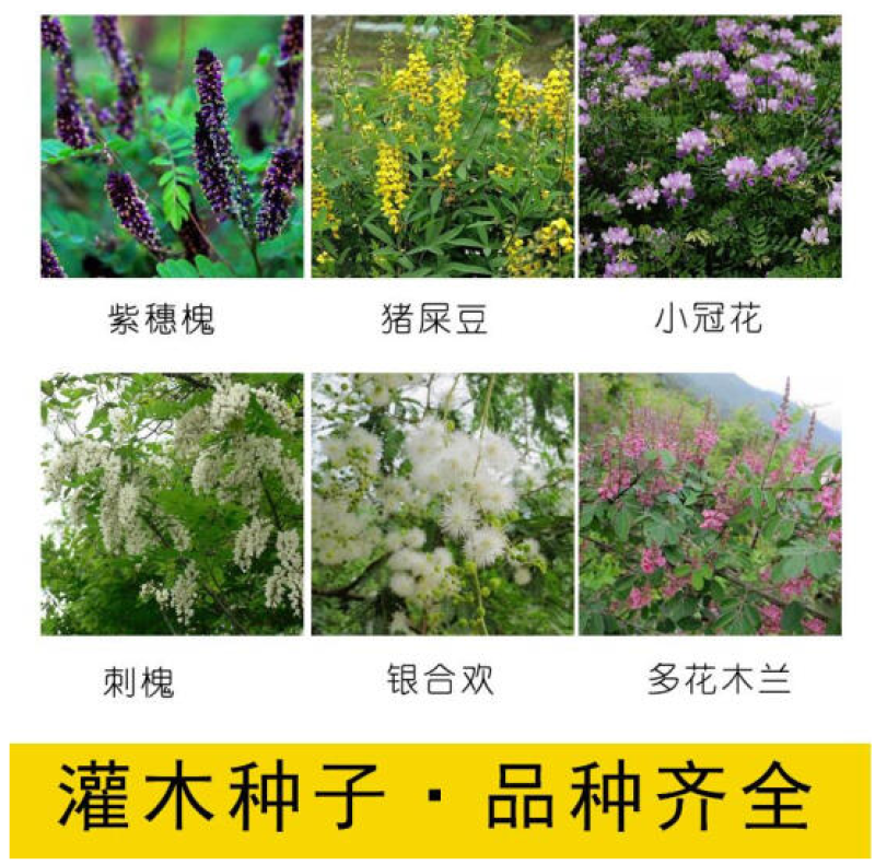柠条种子紫穗槐种子灌木绿肥新种子山林绿化耐寒耐旱耐贫瘠