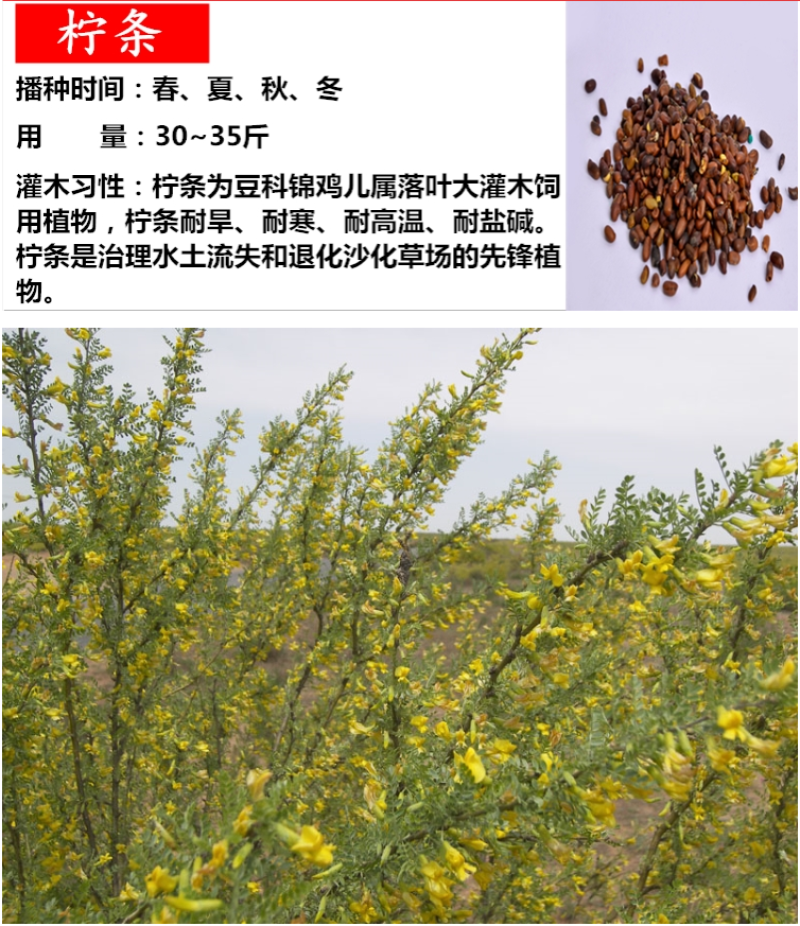 柠条种子紫穗槐种子灌木绿肥新种子山林绿化耐寒耐旱耐贫瘠