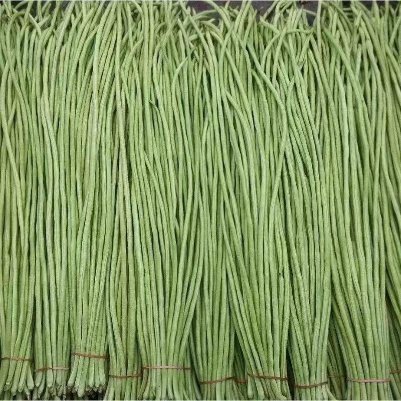 【精品】长豆角大量上市中，大量有货，欢迎选购