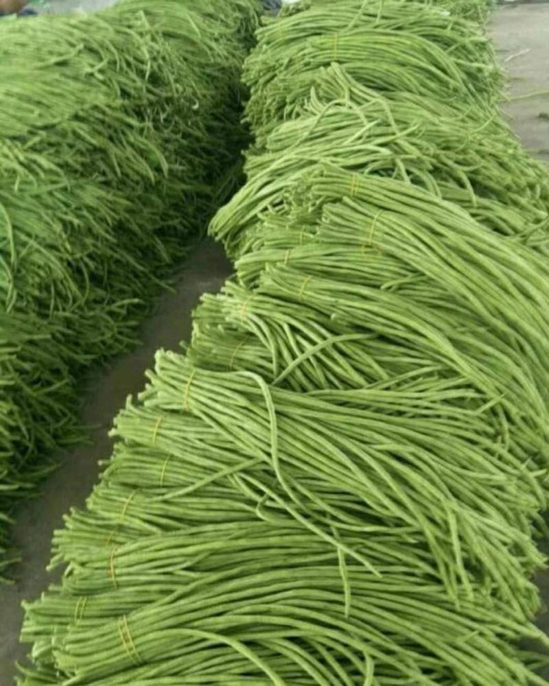 【精品】长豆角大量上市中，大量有货，欢迎选购