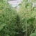 【精品】长豆角大量上市中，大量有货，欢迎选购