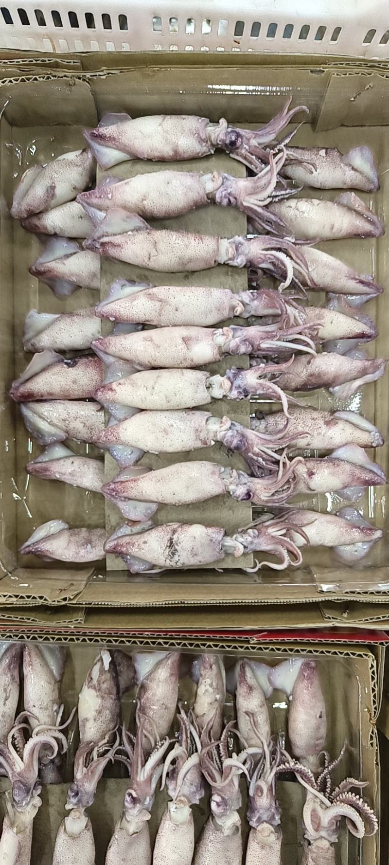 工厂直销店笔管鱼全籽籽乌