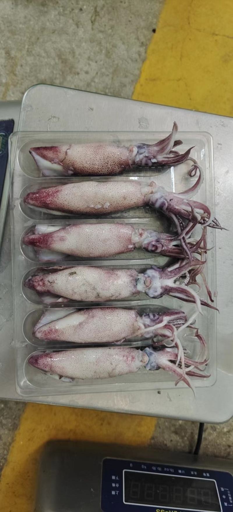 工厂直销店笔管鱼全籽籽乌