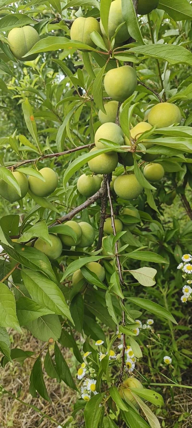 清脆脱骨李