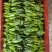 青菜