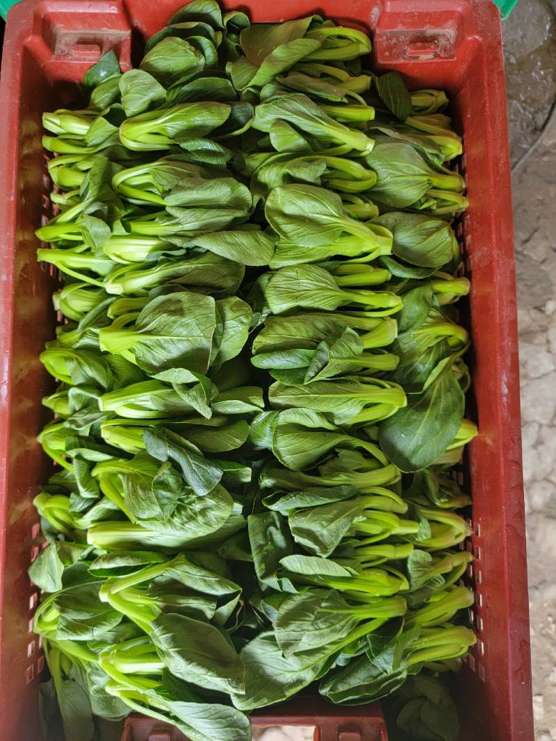 青菜