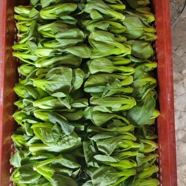 青菜