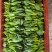 青菜