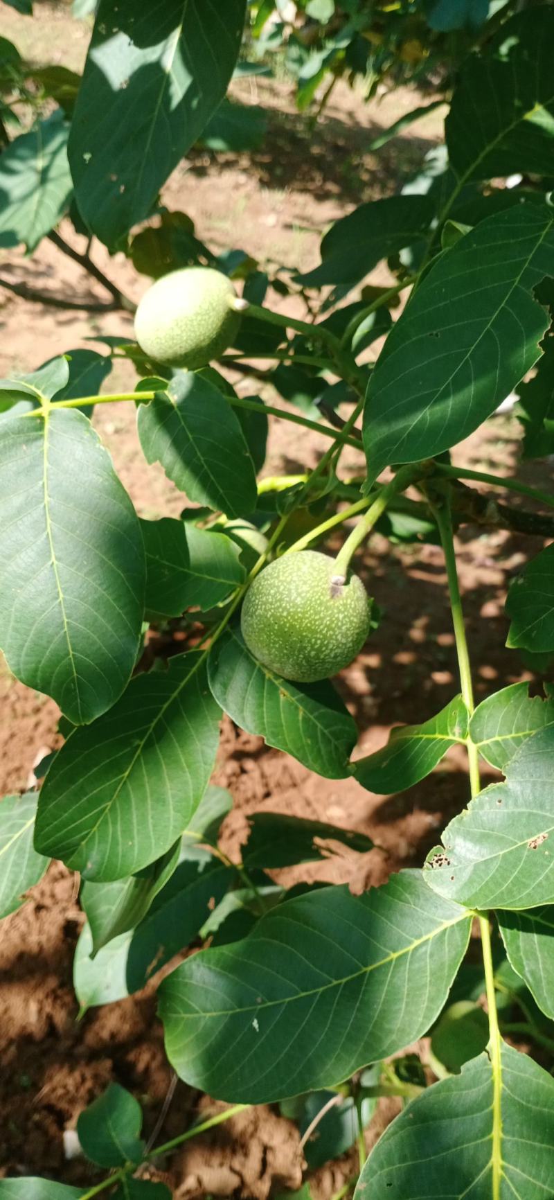 青皮香玲核桃